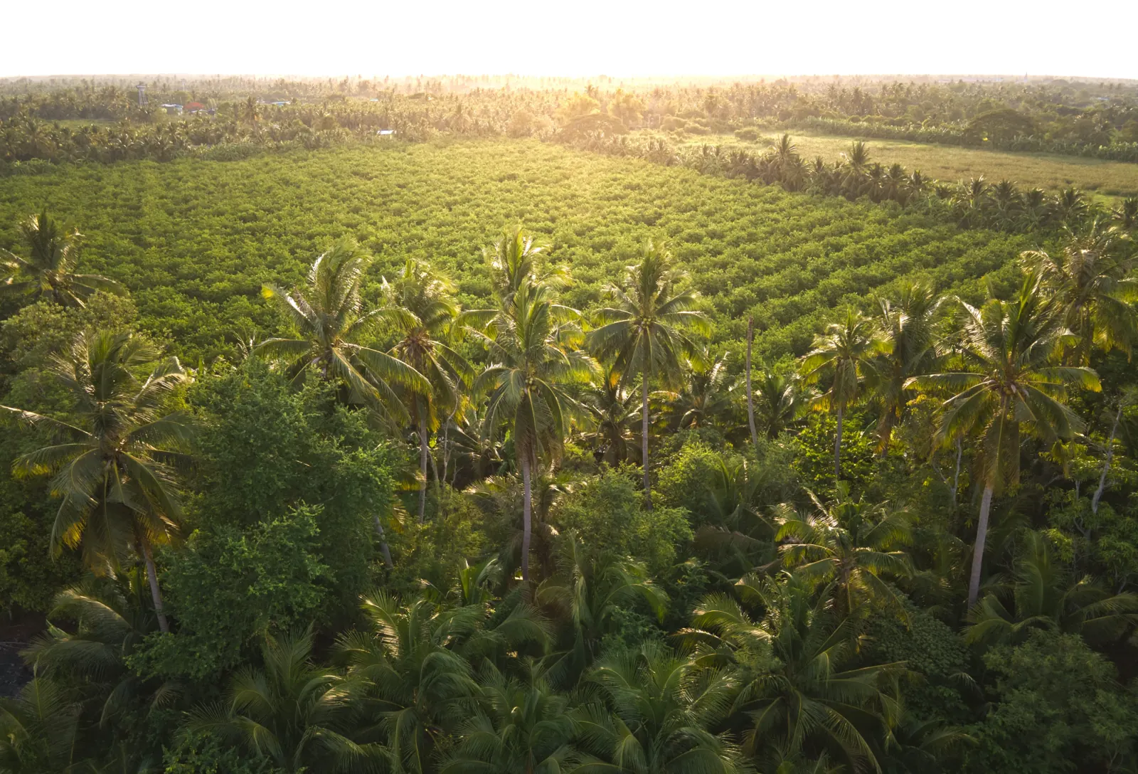 Coconut palm landscape